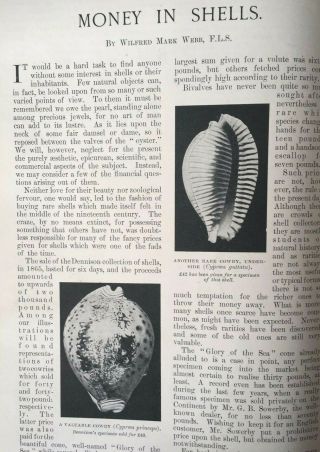 Money Shells Conchology Currency Natural History Linnean Rare Old Article Cowry