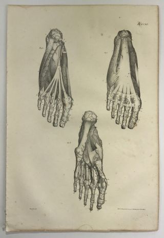 Antique 1831 Human Anatomy Medical Print - 20.  5 " X13.  75 " - Foot Study