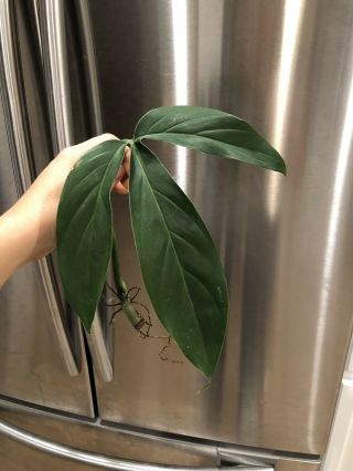 Philodendron Tripartitum Rare Aroid Live Plant Rooting Cutting Tri Lobe Leaves