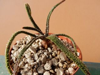 Aloe Delicatifolia - Succulent - Very Rare - Madagascar - Africa - Cutting