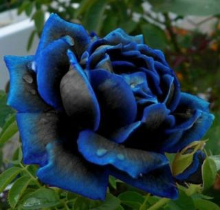 Midnight Blue Rose Seedlings Plant Saplings Perennial Resistant Flower Rare Gift