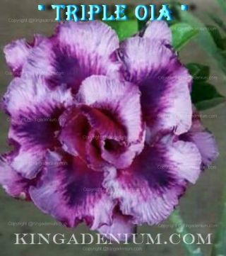 Adenium Obesum Desert Rose " Triple Oia " 1 Grafted Plant Hybrid Very Rare