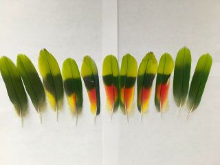 Double Yellow Amazon Tail Feathers 11 Feather Set Natural Rare Crafts Green Red