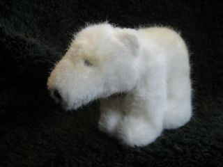 Rare 1981/83 German Steiff Polar Bear W.  Chest Tag Starly