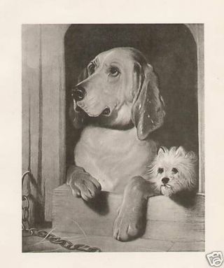 Bloodhound And West Highland Terrier Room Mates 1893 Antique Art Print