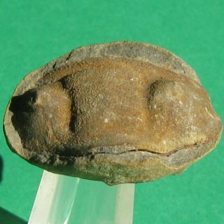 Extremely Rare Trilobite Fossil Cephalon Dipleura Dekayi Boliviensis