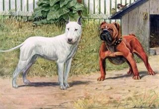 1919 Rare Art Print English Bulldog & Pit/ Bull Terrier Vintage