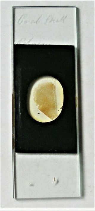 Antique Microscope Slide Of Crab Shell By Pritchard?