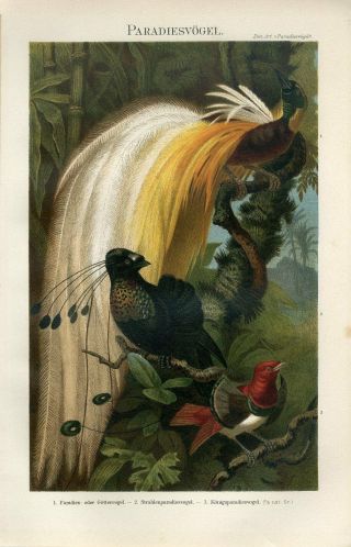 1895 Tropical Paradise Birds Antique Chromolithograph Print