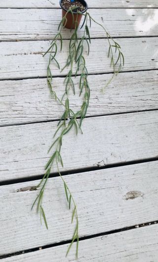 21 Rare Hoya Linearis Wax Plant Long Almost 3 Feet Easy And Cute ❤️