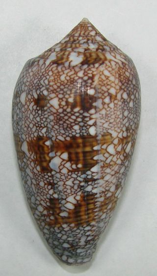 Conus Textile Euetrios 59.  11mm Choice Rare Specimen Salary,  W Madagascar