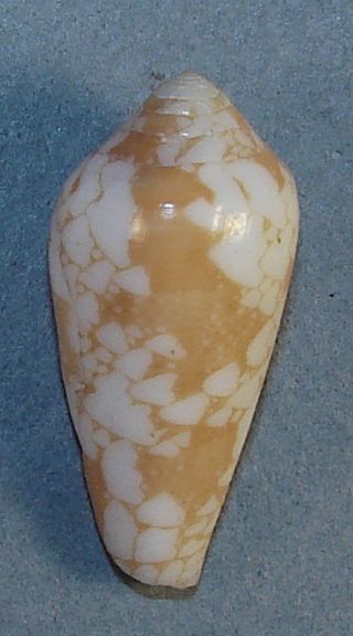 Conus Pennaceus? 30.  72mm Rare Specimen Midway Island,  U.  S.  A.