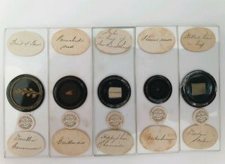 Very Fine Set Of 5 Antique Opaque Botanical Microscope Slides By Darlaston
