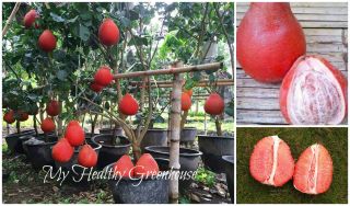 Seeds – Extremely Rare Dwarf “sweet Ruby” Red Pomelo Fruit Seeds For Containers