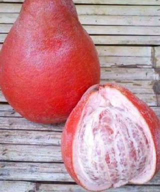 SEEDS – EXTREMELY RARE Dwarf “Sweet Ruby” Red Pomelo Fruit Seeds for Containers 2