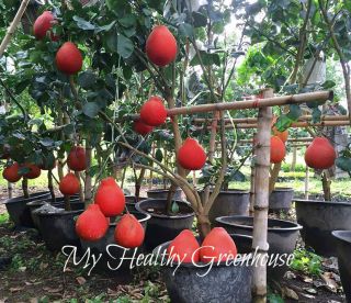 SEEDS – EXTREMELY RARE Dwarf “Sweet Ruby” Red Pomelo Fruit Seeds for Containers 3