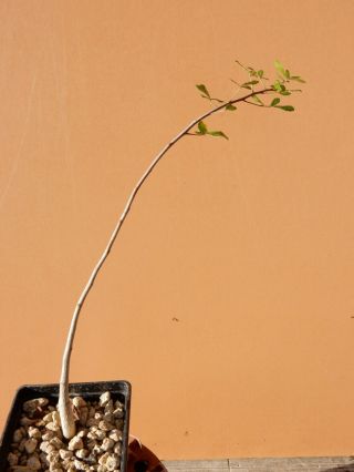 Commiphora Sp.  - Succulent - Caudex - Rare - Madagascar - Tranomaro - Seedling