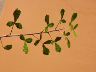 Commiphora sp.  - Succulent - Caudex - Rare - Madagascar - Tranomaro - Seedling 2