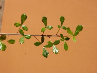 Commiphora sp.  - Succulent - Caudex - Rare - Madagascar - Tranomaro - Seedling 3