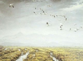 Vintage Art Robert Bateman Snow Geese Migration Gambels Quail Pair Bird Mates