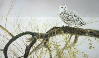 Vintage Art Robert Bateman Fallen Willow Snowy Owl Alert Chipmunk Fern Snow