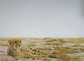 Vintage Art 1975 Cheetah Siesta Robert Bateman Africa Full Color Plate Blue
