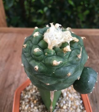 Astrophytum " Diffusa Var.  Koehresii " Grow On Hybird Stalk Size6.  5cm Rare Cactus