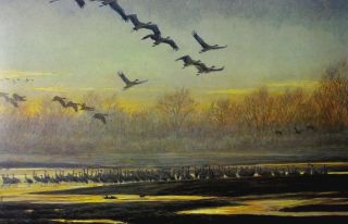 Robert Bateman Art Print Platte River Sandhill Cranes 2009 Birds Migrating Sun