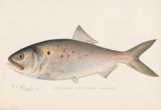 Antique Fish Print: The Menhaden Or Bunker By Sherman F.  Denton 1901