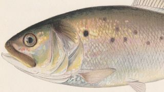 Antique Fish Print: The Menhaden or Bunker by Sherman F.  Denton 1901 2