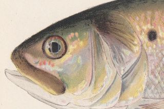 Antique Fish Print: The Menhaden or Bunker by Sherman F.  Denton 1901 3