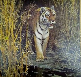 Vintage Art Robert Bateman Tiger At Dawn Reeds Big Cat Wild Tall Grasses 1984