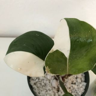 Rare Variegated Philodendron White Knight Cutting Aroid - Philodendron - Monstera