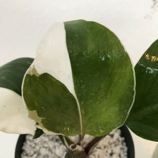 Rare Variegated Philodendron White Knight Cutting Aroid - Philodendron - Monstera 2