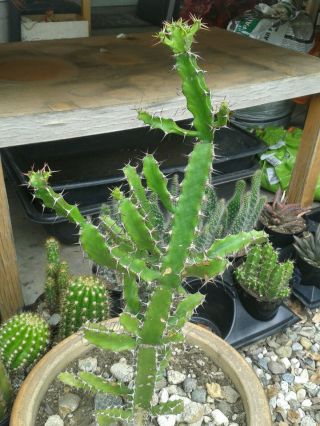 Rare Must Have 18 " Tall Euphorbia Acurensis Candelabra African Milk Tree Cactus
