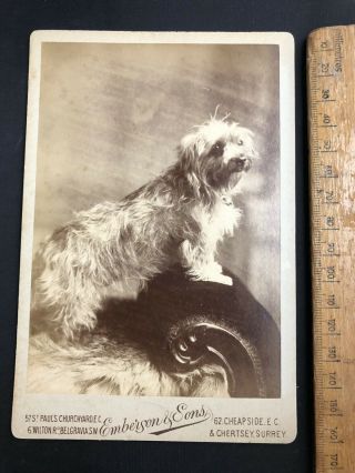 L Antique 1800s Emberson Yorkshire Terrier Dog B&w Photo Portrait Cabinet Card