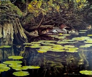 Vintage Art Robert Bateman Merganser Family Hiding 1978 Duck Ducklings Lilypads