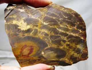 Pentoxylon Australica - Rare Jurassic Petrified Wood Slice - Australia