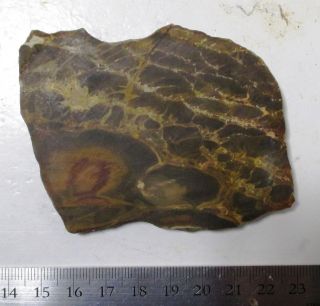 Pentoxylon australica - rare Jurassic petrified wood slice - Australia 2