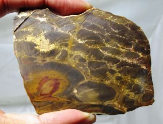Pentoxylon australica - rare Jurassic petrified wood slice - Australia 3