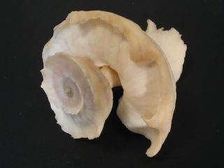Rarely Seen/deep H2o.  Latiaxis Mawae W/o 46mm Taiwan Seashell