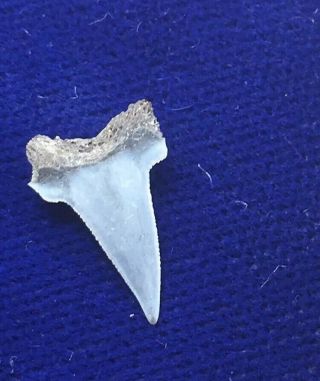 Rare Pseudocorax Affinis Fossil Shark Tooth ENCI Quarry The Netherlands 2