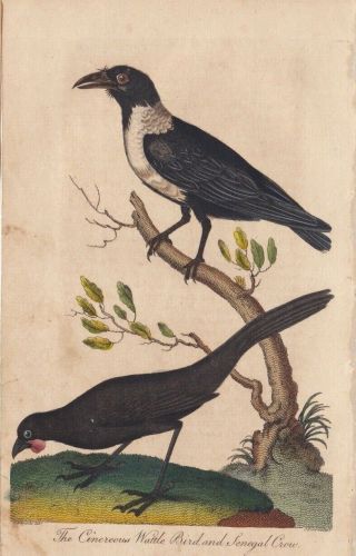1803 Antique Bird Engraving - Wattle Bird & Senegal Crow - G.  Edwards/ E.  Sibly