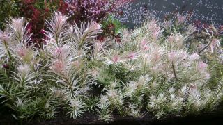 Rare Ludwigia White Live Aquarium Aquatic Plant Plants