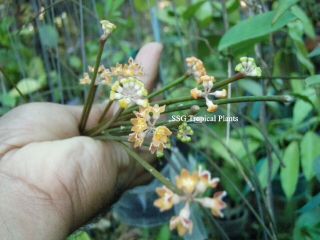 Hoya Spartioides,  Rooted Plant Of Flower Hoya Plant,  Rare Hoya