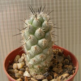 Neolloydia Matehualensis Rare Cactus Rooted,  Pot 5.  5 Cm