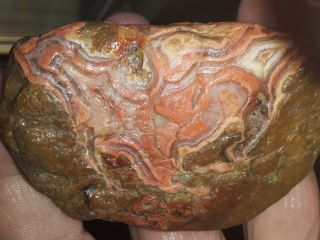 Rare Fairburn Orange Agate Gem 6.  2 Oz Lapidary