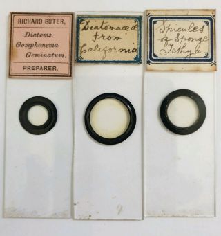 Group Of 3 Antique Microscope Slides Diatoms/spiculess/spicules By Sutter
