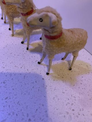 4 Antique German Putz Sheep with wood legs,  compo heads 3