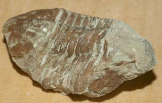 Rare Asaphid Trilobite - Asaphus Ingrianus Jaanusson,  1953 Big